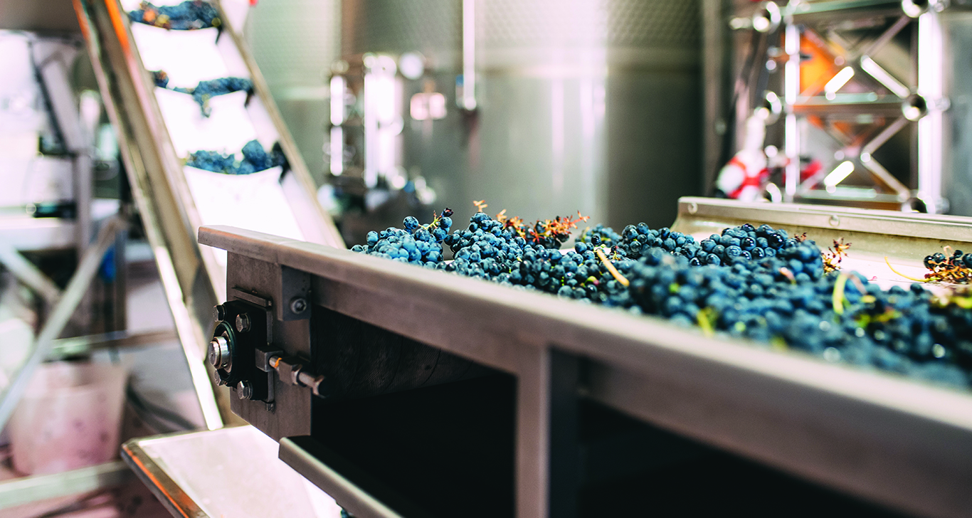 Grapes-on-Conveyer-Belt.jpg